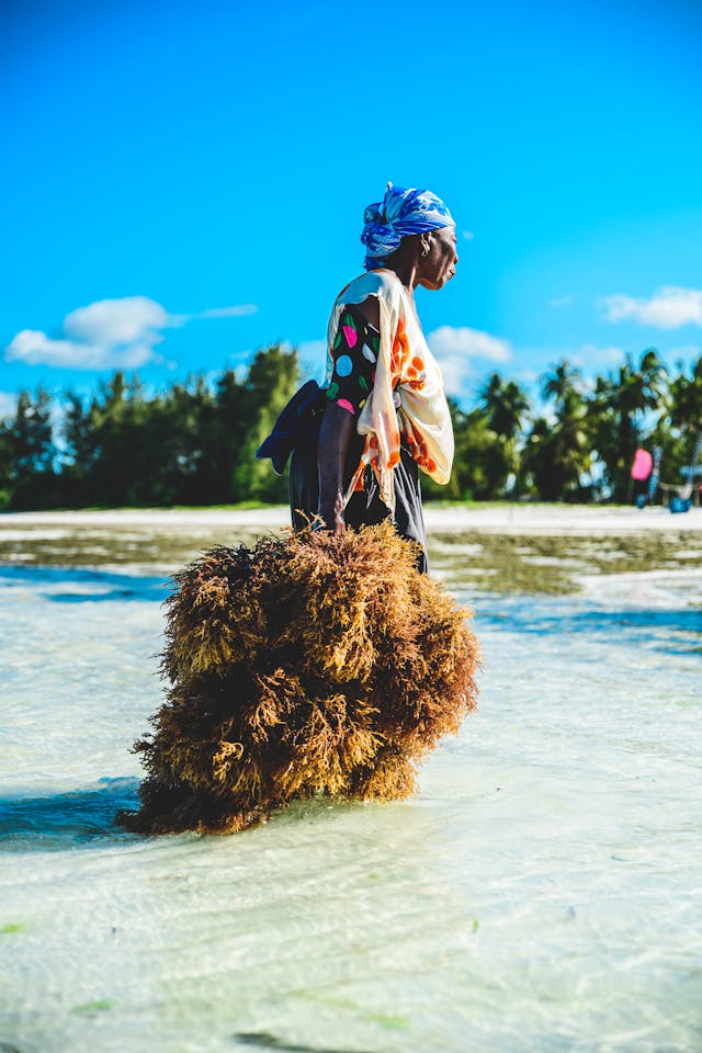 seaweed-farming